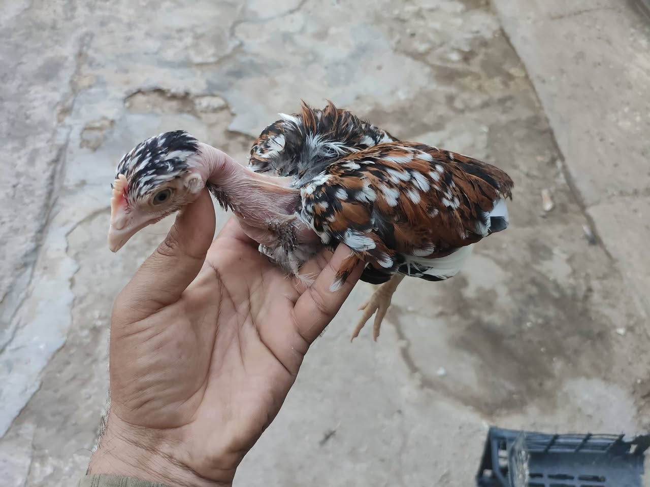 اللهم صلي على محمد وآل محمد
🐤توفر وجبه  بورسلان مثل ما واضح بلتصوير
🐤العمر  (50)يوم  العدد(13) زوج    
🐤سعر الزوج (10) الف
🐤 مكان ناصرية قضاء الدوايه
🐤توصيل متوفر   للتواصل واتساب ***********
