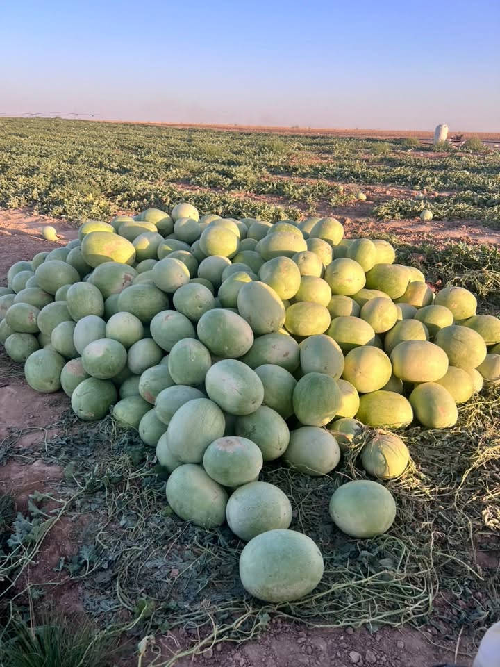 السلام عليكم. ركي البو علي. شرط احمر وشكر. جمله مفرد  الاتصال ع الرقام ***********   ***********
