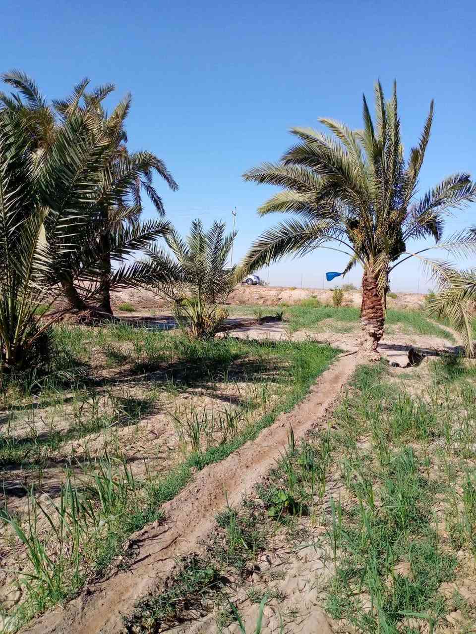 السلام عليكم بستان مساحه دونمين على نهر الوفاه من تعبر جسر اصبحه منطقى زيناويه السعر55وبي مجال الشراي جميع الخدمات متوفره ماء مجاري كهرباء الاتصال على الرقم ***********
