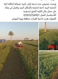 اركيلة • درجه اولى • توصيل