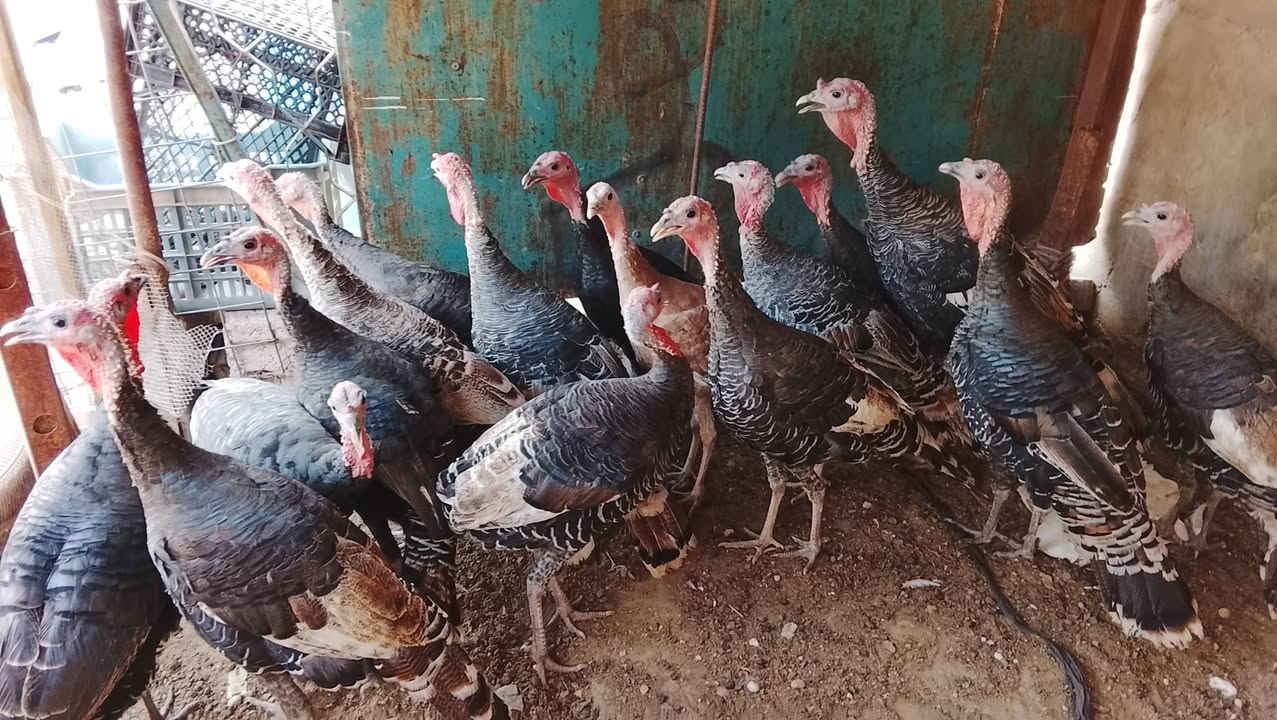 فسيفس عرب • شرط ١٥ • تكريت القادسيه