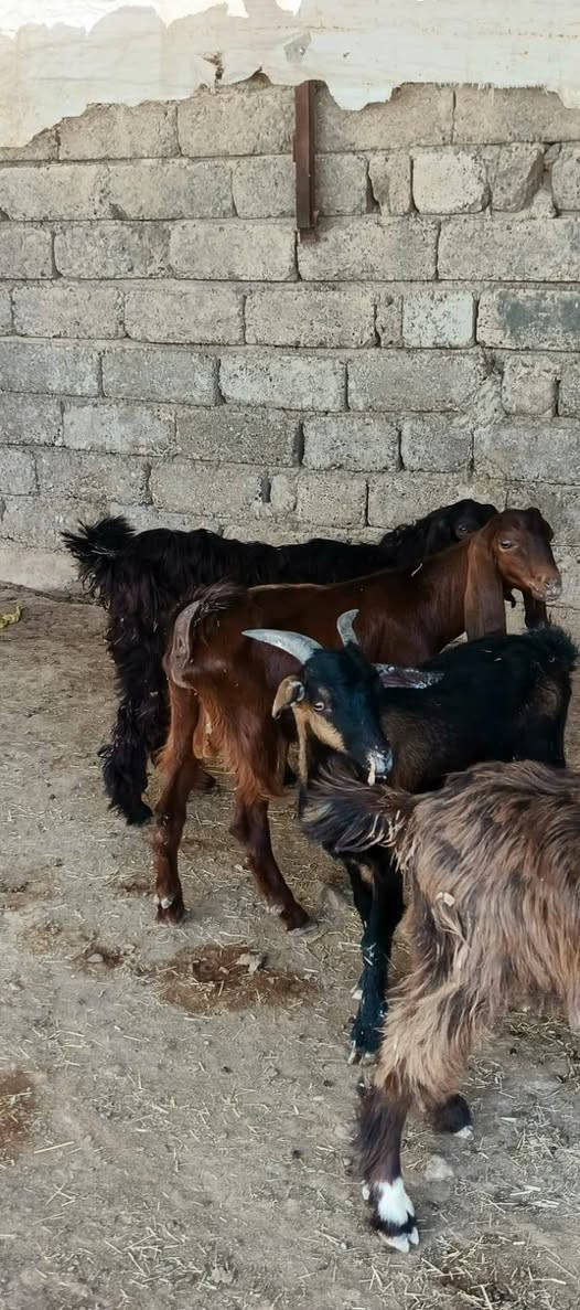٦ مربوطة • حلوات • الشرقاط