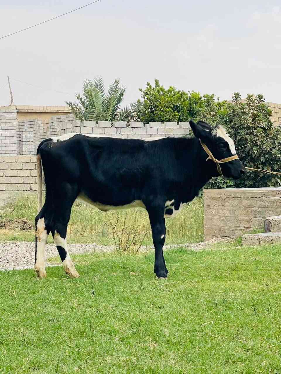 جر زراعي • اصلي • الشرقاط الخضرانيه