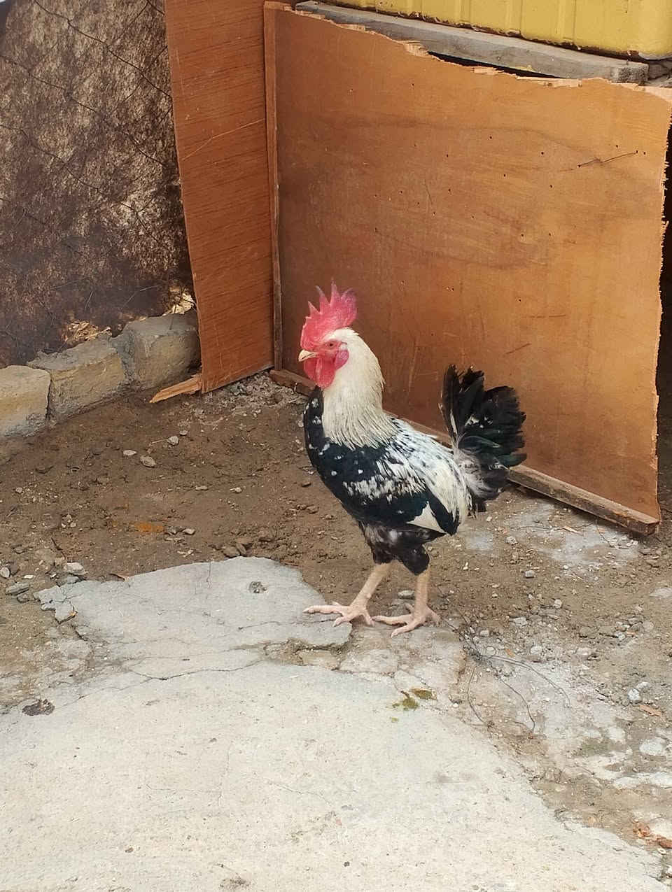 ديج دندراوي • خط اول • حلة