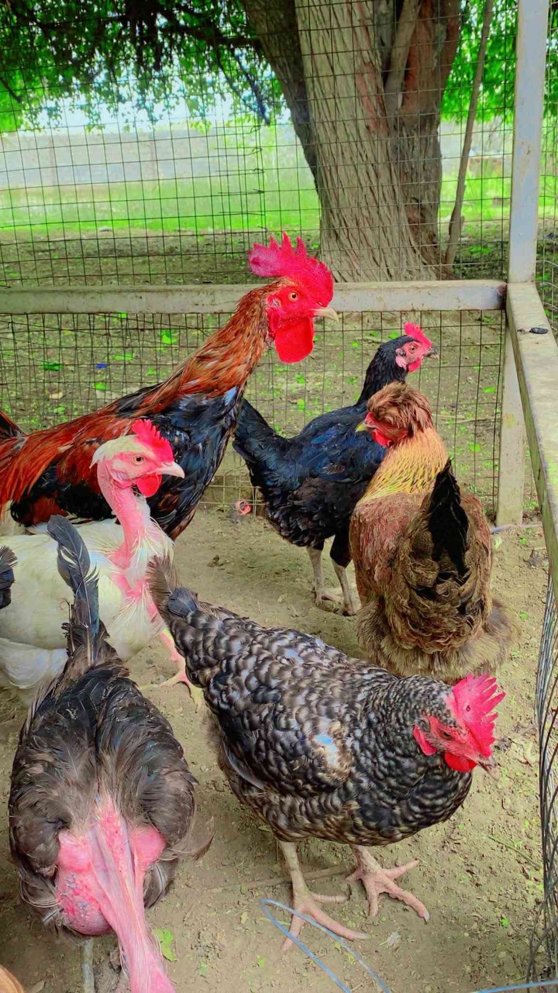 دجاج بياض • ٢٠ قطعة • بغداد التاجي