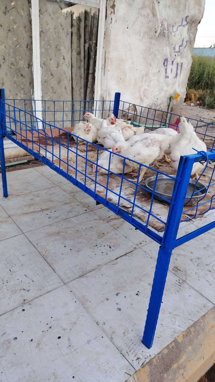 قفص دجاج • للبيع