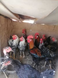 ديوكه • للبيع • كلش حلوات