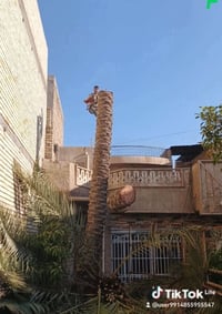 تكريب النخيل • قص الأشجار • الديوانية