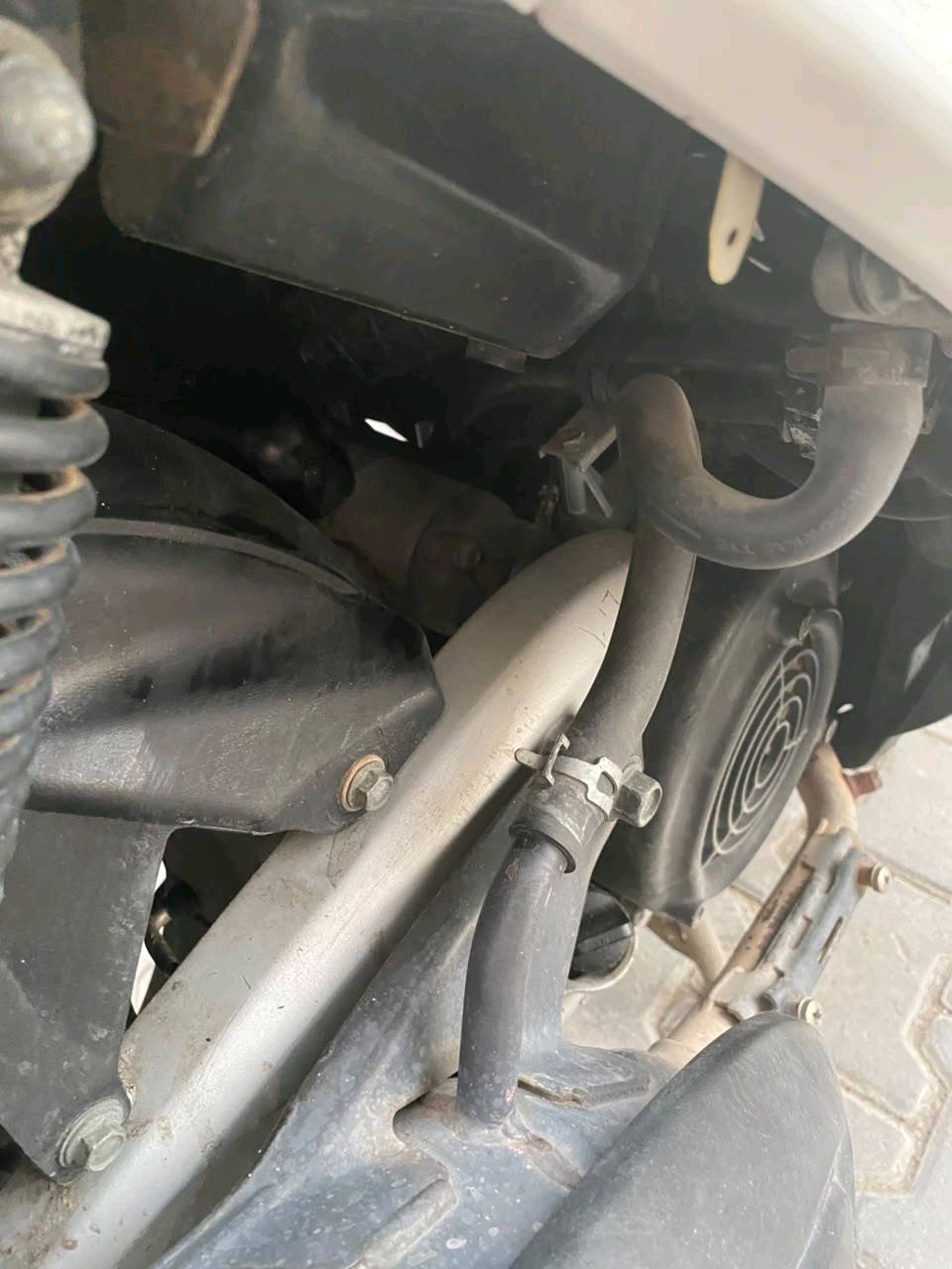 سكنس فحل • نوزل • ياباني