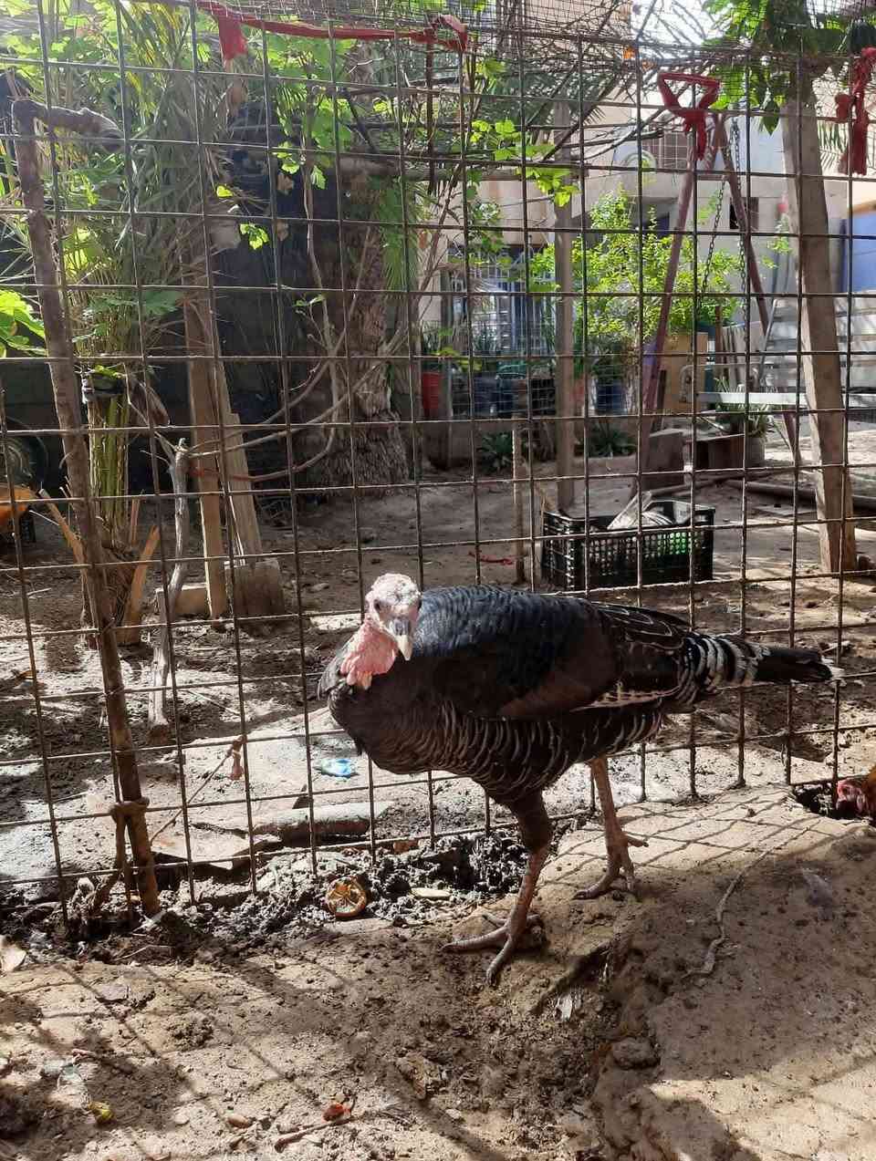 نثايات كبار • شراي خاص
