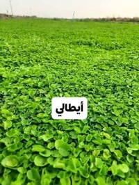 ثيل ديالى • ثيل هندي • توصيل ٢٤ساعة
