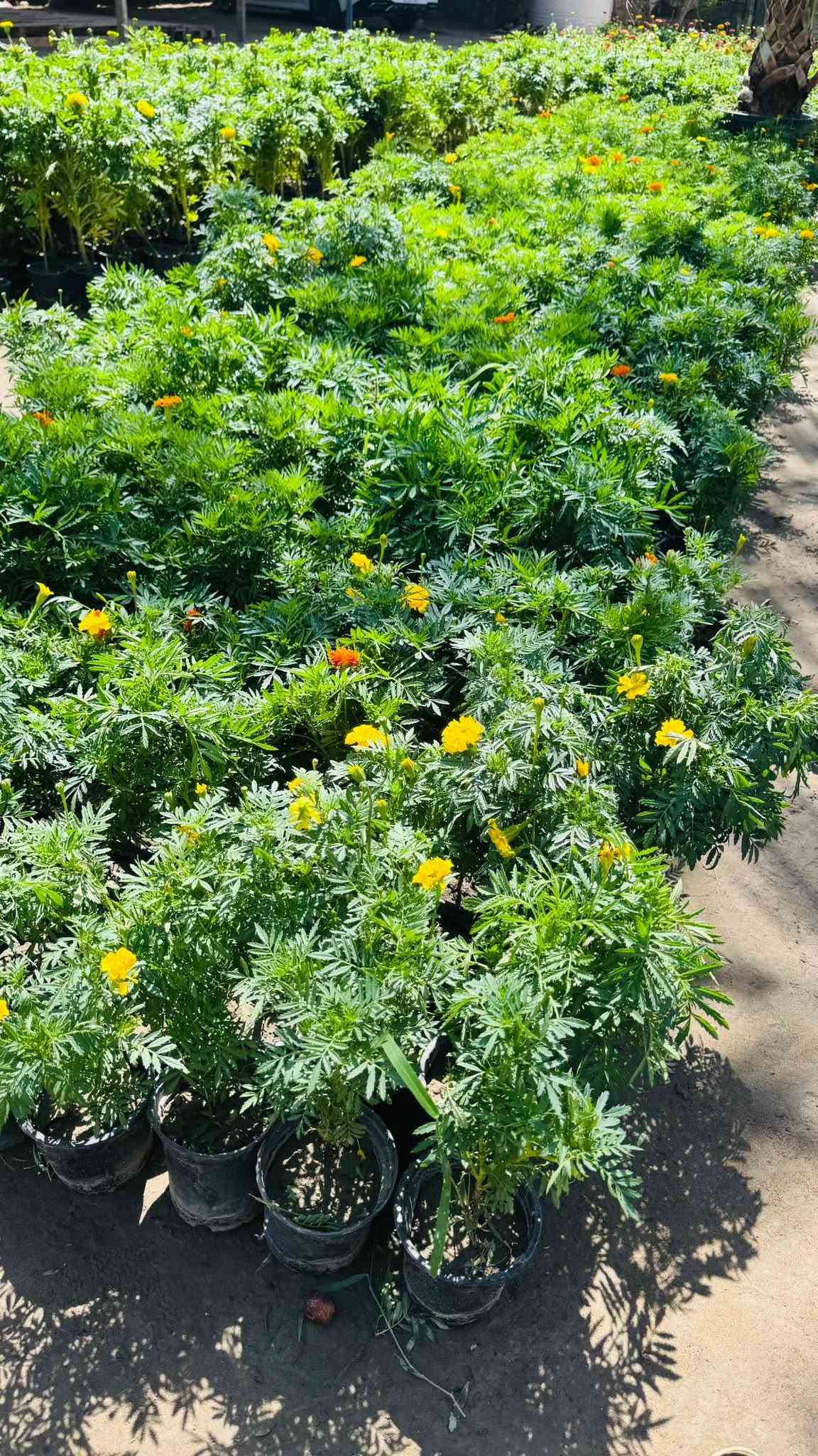 مسـواك جديد بفظل الله 🌹🔥🧑‍🌾
توفر جميع أنواع زرع خارجي داخلي 🌸🌳♥️🔥

عروض جوه سوك لي عليك توصي يوصل طلبك باب بيت 🧑‍🌾

للستفسار ***********
