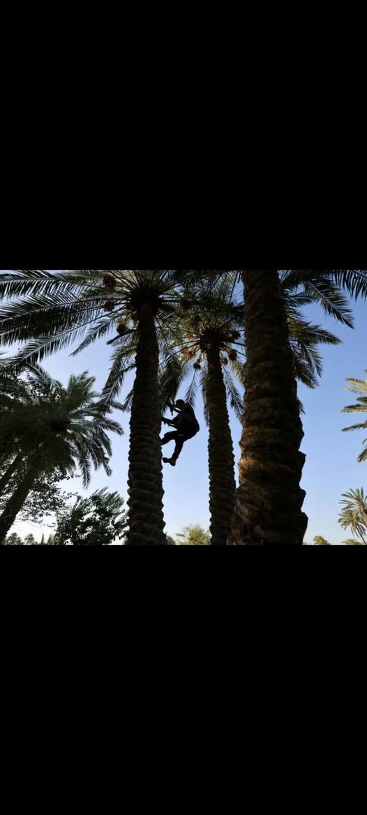 كصاص نخل • بكل الأنواع • أسعار مناسبة