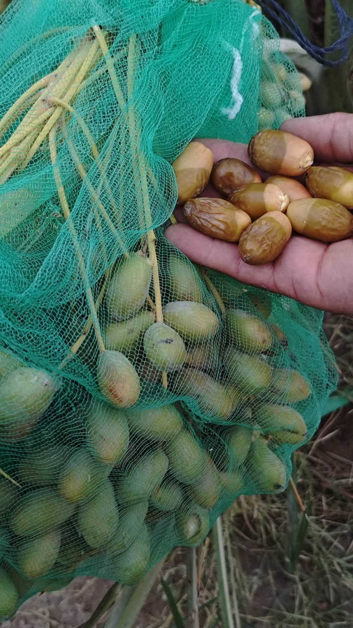 السلام عليكم نخيل للبيع بعده صغير ومحمل مثل ما واضح ***********
