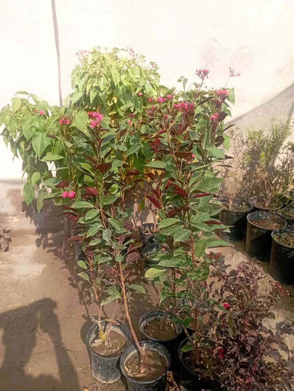 صباحكم معطر بذكر الله
تم بحمد الله افتتاح مشتل لبيع جميع انواع  أشجار الزينه والمثمره والورود  ويوجد توصيل 

العنوان /هاشميه البسعبر  قرب الجسر البسعبر    

 رقم الهاتف للتواصل ***********
