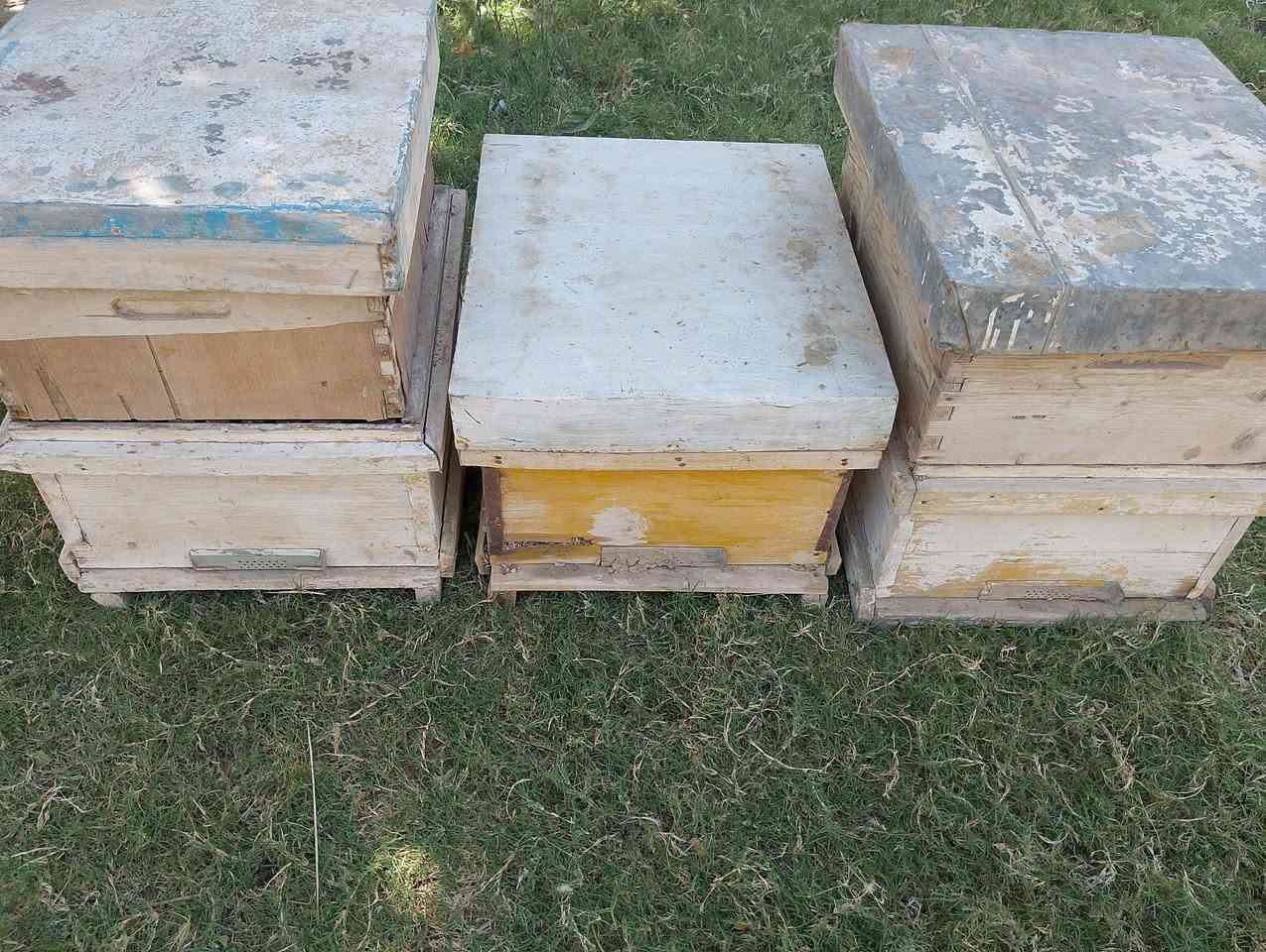 سلام عليكم بيوت نحل مثل ماموضح كدامكم بل صور يطارات 30فارغات 8نضاف صناديك 3قاطين 2مستخدمات ابيع شلع كلهن ب100الف وبيهن مجال اتصال على رقم ***********

