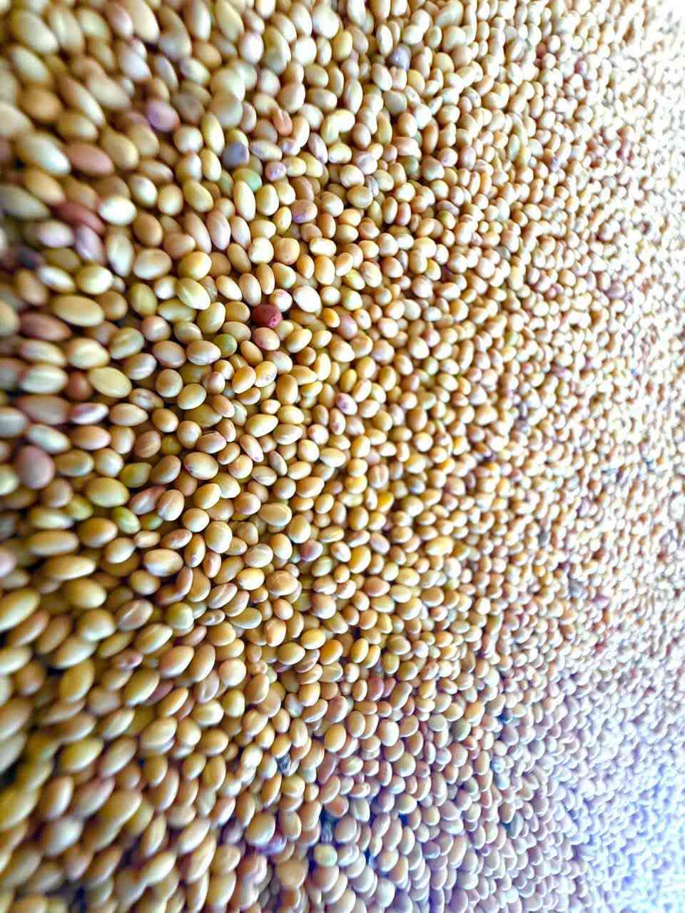 بذور برسيم عراقي مغربل ١٠٠٪
‏***********
***********
