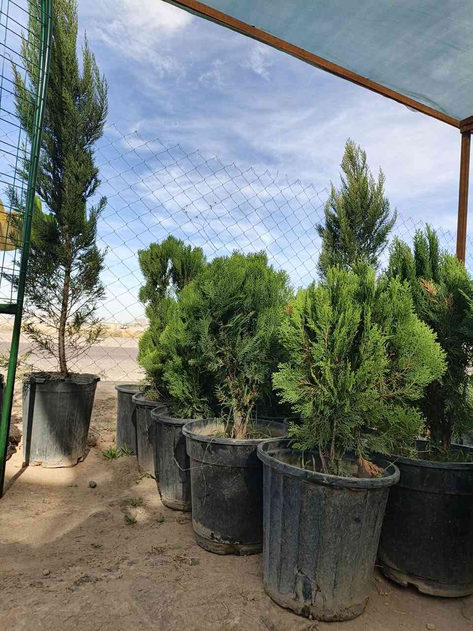مشتل بغداد • يوسفي • ورد جوري