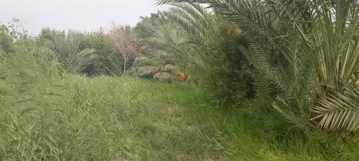دونم للبيع كافه الخدمات ماء وشارع وكهرباء ومولد الموقع نهايه قريه سيد حسين قرب بستان سيد شاكر..... للاستفسار اتصل ع هذا الرقم ***********
