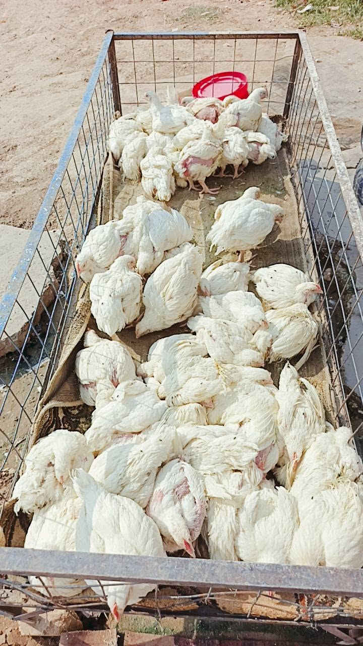 دجاجه • دور النسيج • ١٠/١٢