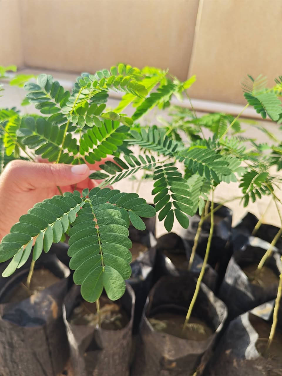 بيزيا ١٨ • آس عطري ٩ • ٤٠سم