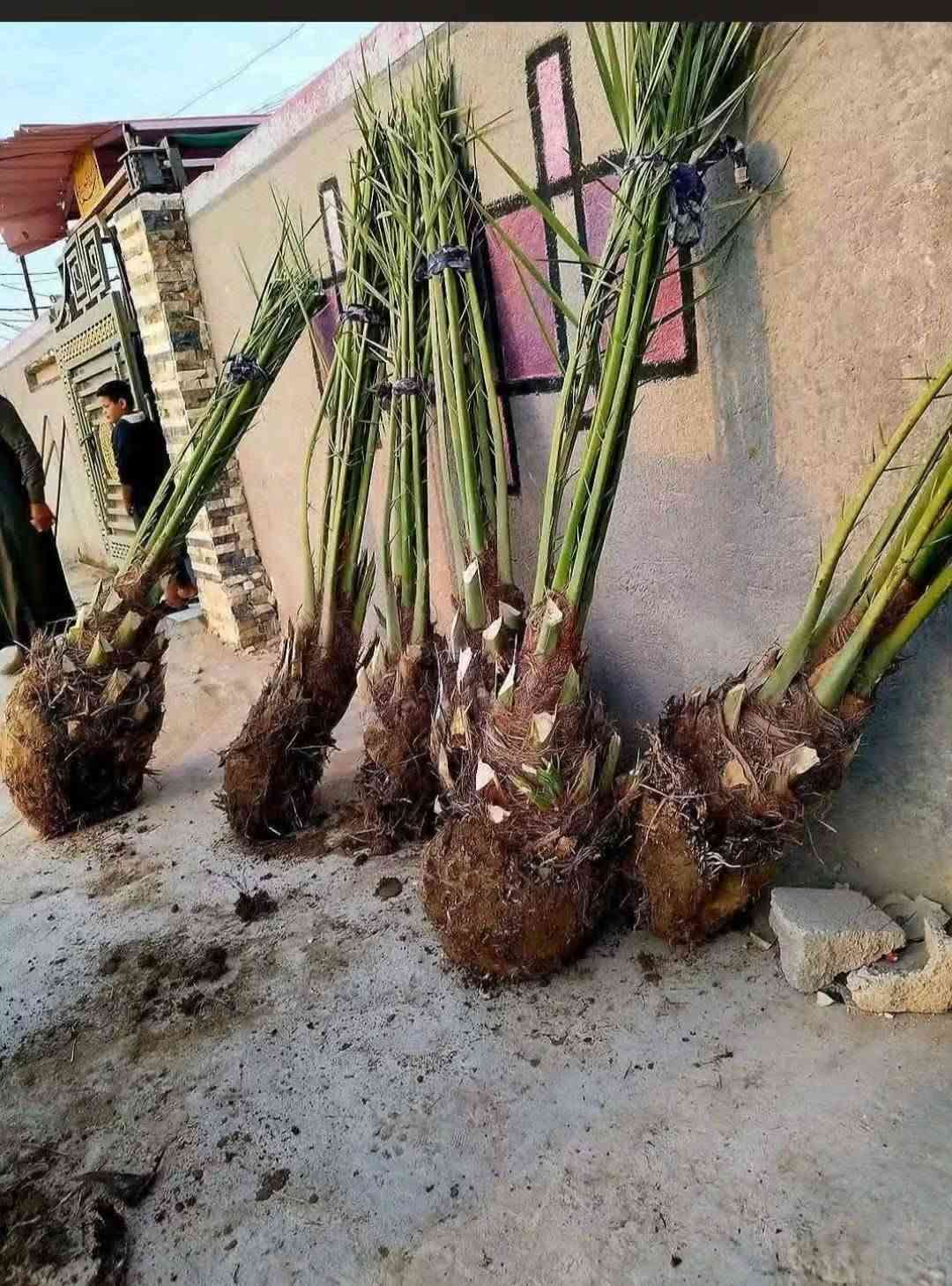 فسائل نخيل • حلاوي • توصيل
