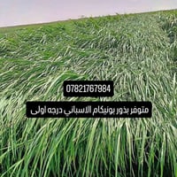 بونيكام إسباني • بونيكام برازيلي • بذور درجة اولى