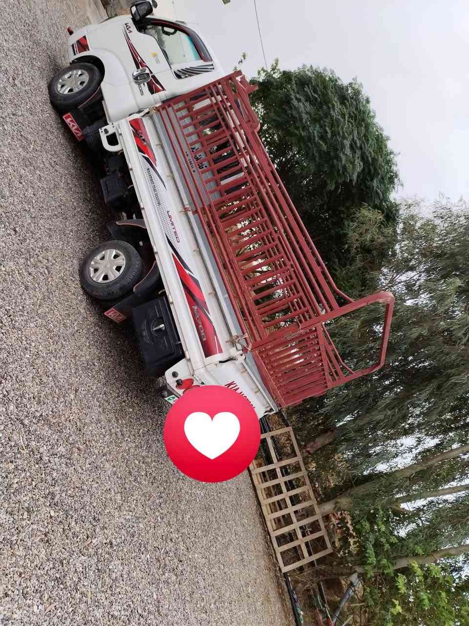 محجل • للبيع • السعر