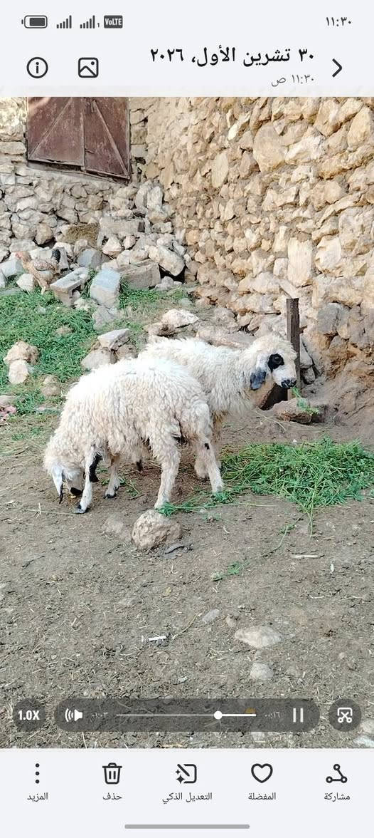 فطايم • ٢ قطع • حديثة حقلانية