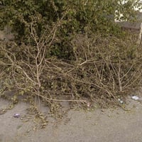 حطب • بلاش • استلام