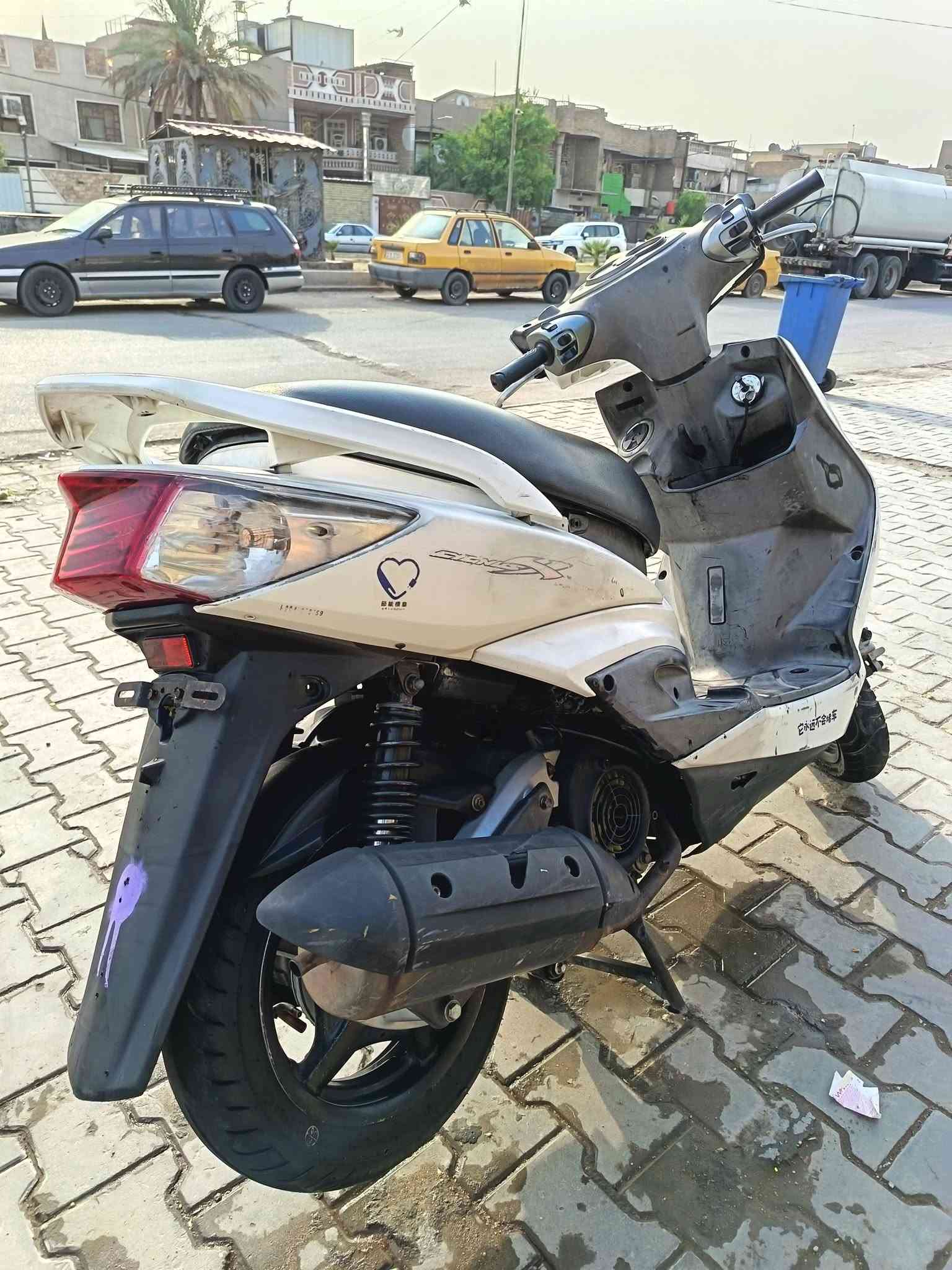سكنس فحل • كابرتير • بدون اوراق