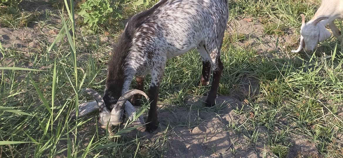 جدي صلالي تريد لحم تريد فحل حلو حيل السعر ٣٠٠ المكان قرب جسر تكريت الحديدي للاتصال ***********
