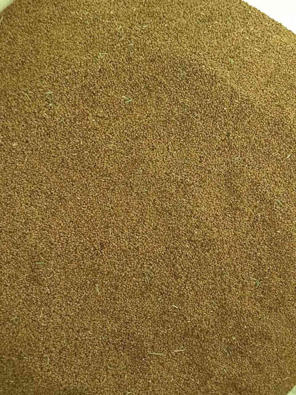 بذور جت • عراقي • بيع متعهد