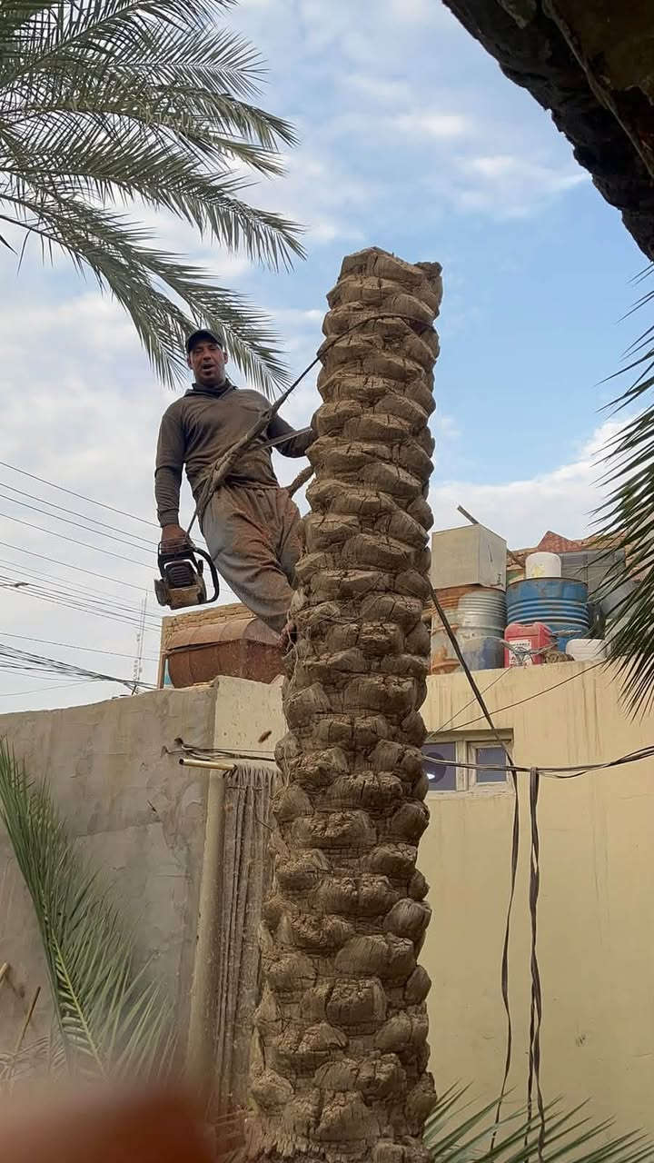 تقليم نخيل • تقليم أشجار • كربلاء
