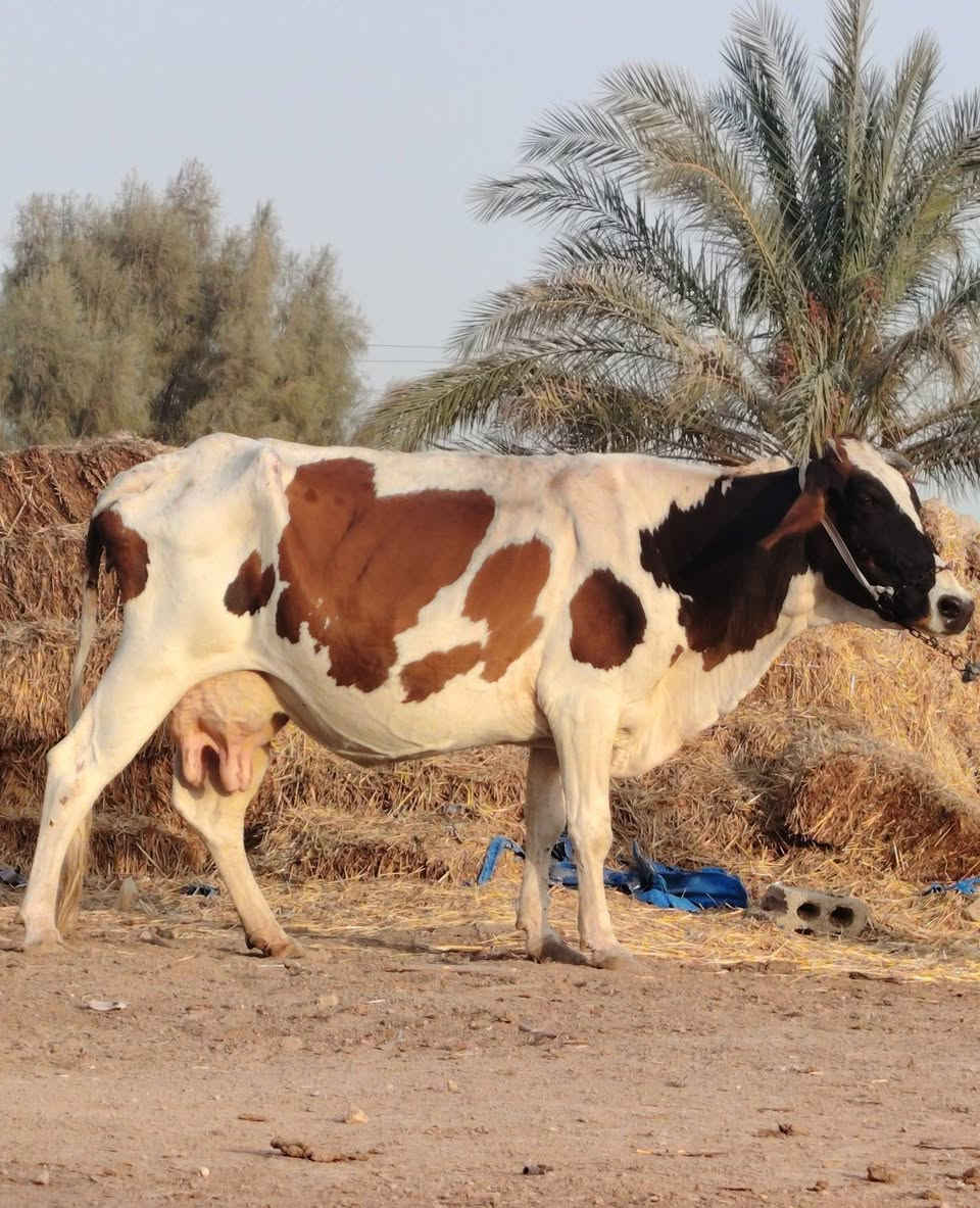 يا الله دابه للبيع لجبه تحلب وكتين صاحبت ماعون وشطر وهشه بلحليب مينه مجنيه يواحد يحلبهه وماخذه لفحل شهرين ونص مالت جناي حلوه وخشنه مالت بيت مشروطه كافه شروط لجني لسعر بلاش 1850 لمكان بابل شوملي لسفسار ***********،،،، ***********
