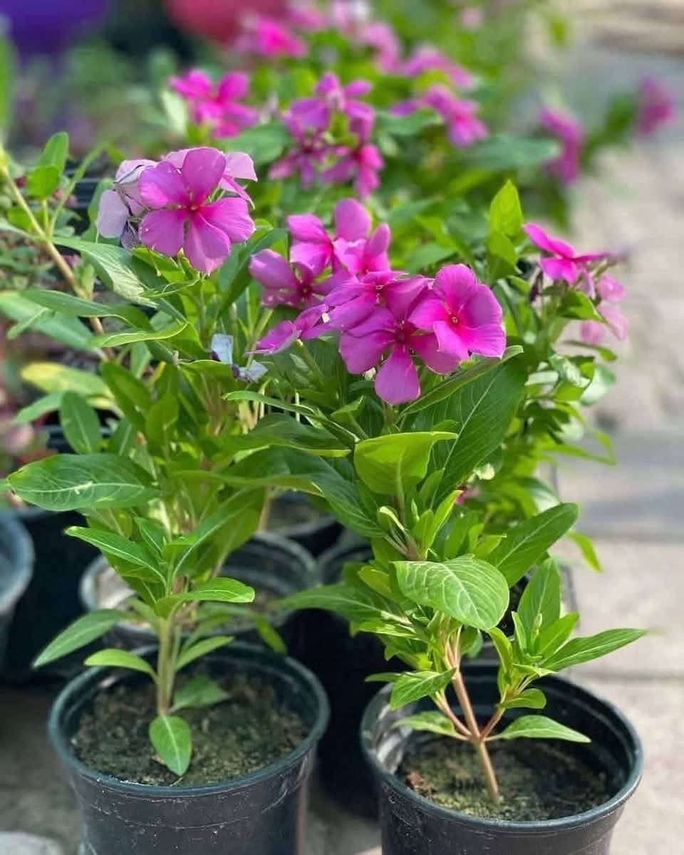 🌹🌹مشتل الأخوين 🌹🌹
السلام عليكم ورحمة الله وبركاته
تم وصول وجبه جديده من النباتات 💖
وثيل هندي 🌿 

ومختلف الأنواع من نباتات الزينه والنباتات ❤
مشتل الاخوين🌱 
الاستفسار متواجدين على الفيس بوك 
الاستفسار ***********
