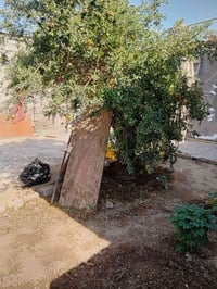 بالمحمودية بدر • ٣ غرف • حديقة