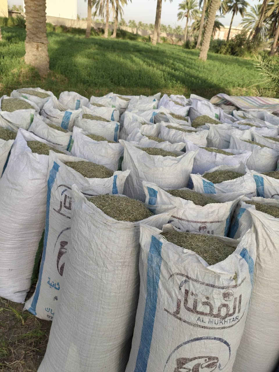 سلام عليكم تبن جت للبيع سعر الزوج ب11 ألف مكاني بابل سدة الهنديه يم معمل الغاز ***********
