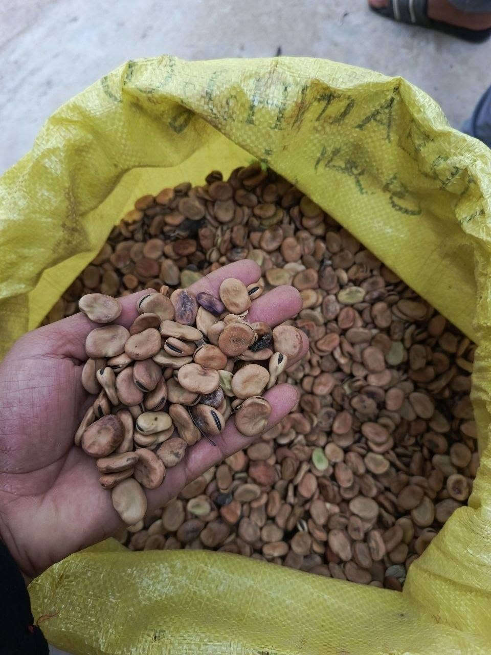 باجلة • الشيخ بابا