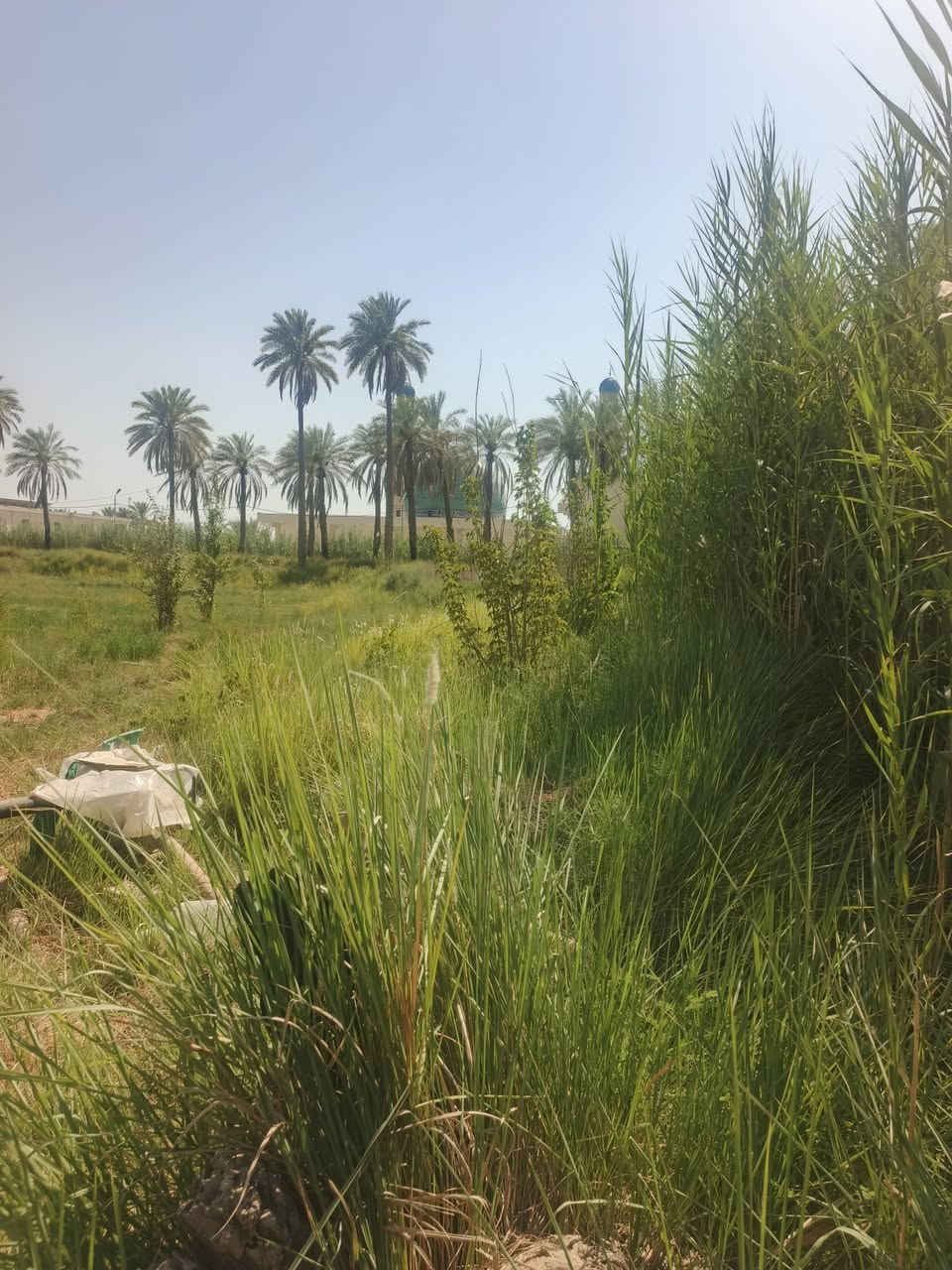 اسلام عليكم دونم ونص لبيع طابو زراعي سند 25 الواجه 60متر
خدمات كامله الوقع بني ساله مباشرتن وره جامع سيد شاكر
بسعر مناسب استفسار اتصال ع ***********
