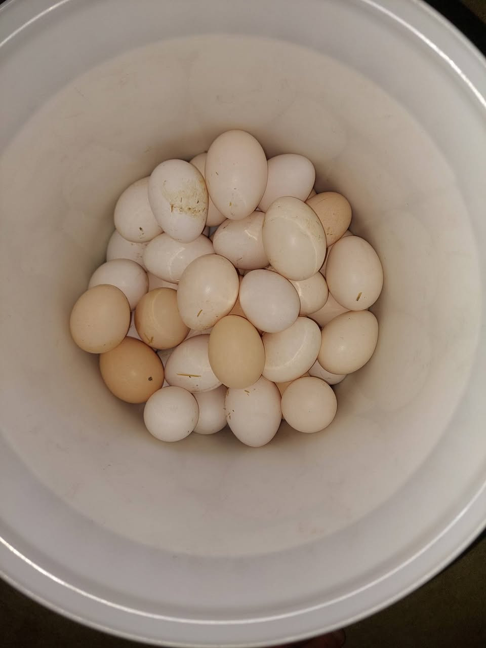 بيض • فيومي • عراب