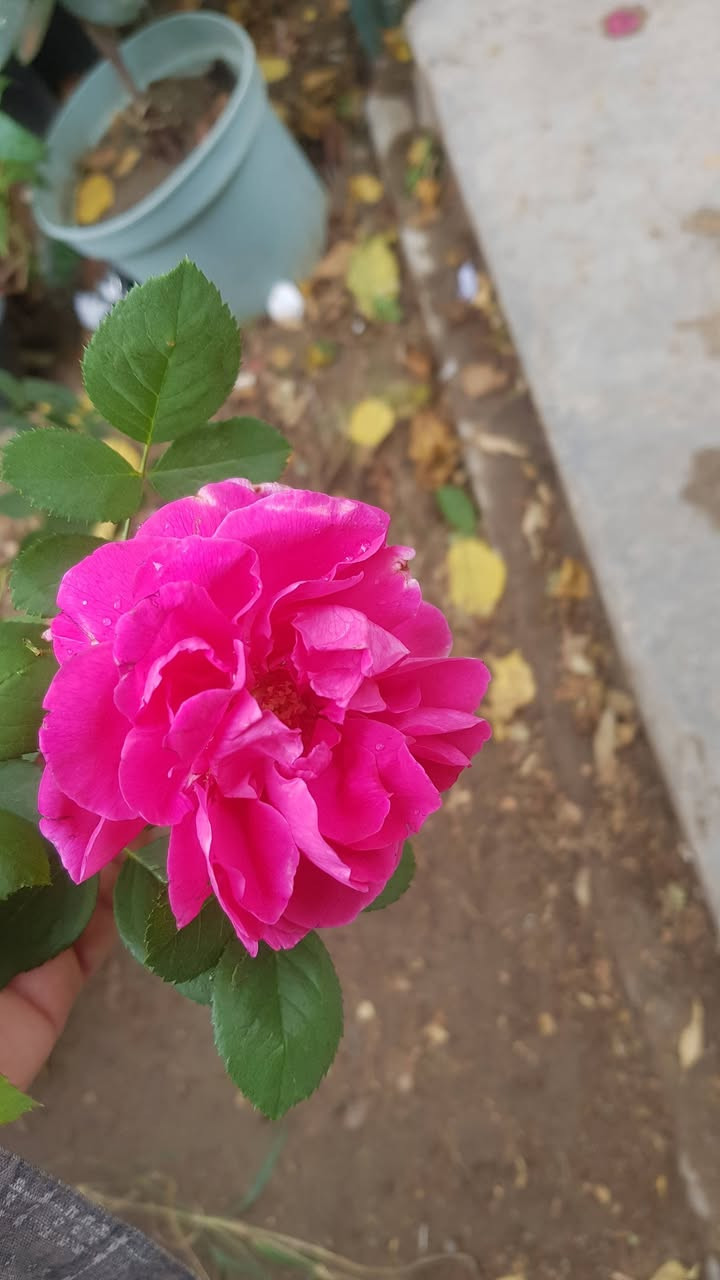 جوري عراقي • عطري • دائمي