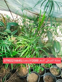 نباتات • دراسينيا • اذن الفيل