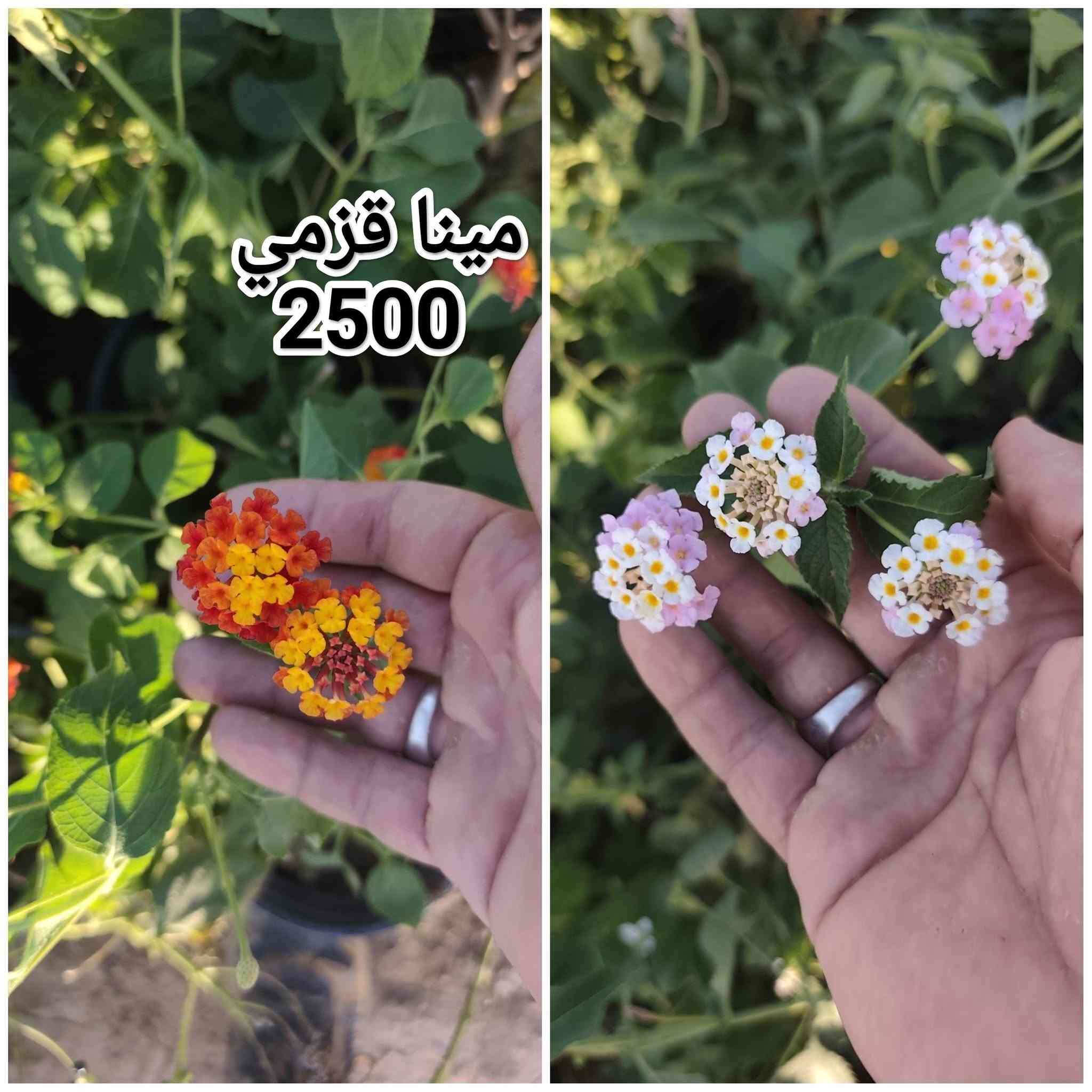 مشتل نوروز • نباتات • ياس عراقي