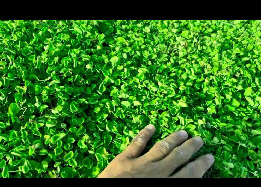 +964 77🌿 المزارع الخضراء – الأول في الثيل الطبيعي

متخصصون بتوفير أجود أنواع الثيل الطبيعي:
✅ هندي – ✅ أمريكي – ✅ فرنسي
جودة مضمونة وتوصيل متوفر إلى جميع محافظات العراق 🇮🇶

📞 للاستفسار أو الطلب اتصل بنا الآن:
***********
***********0 808 8255

نص مكتوب في الصور:
- @user8196591742614