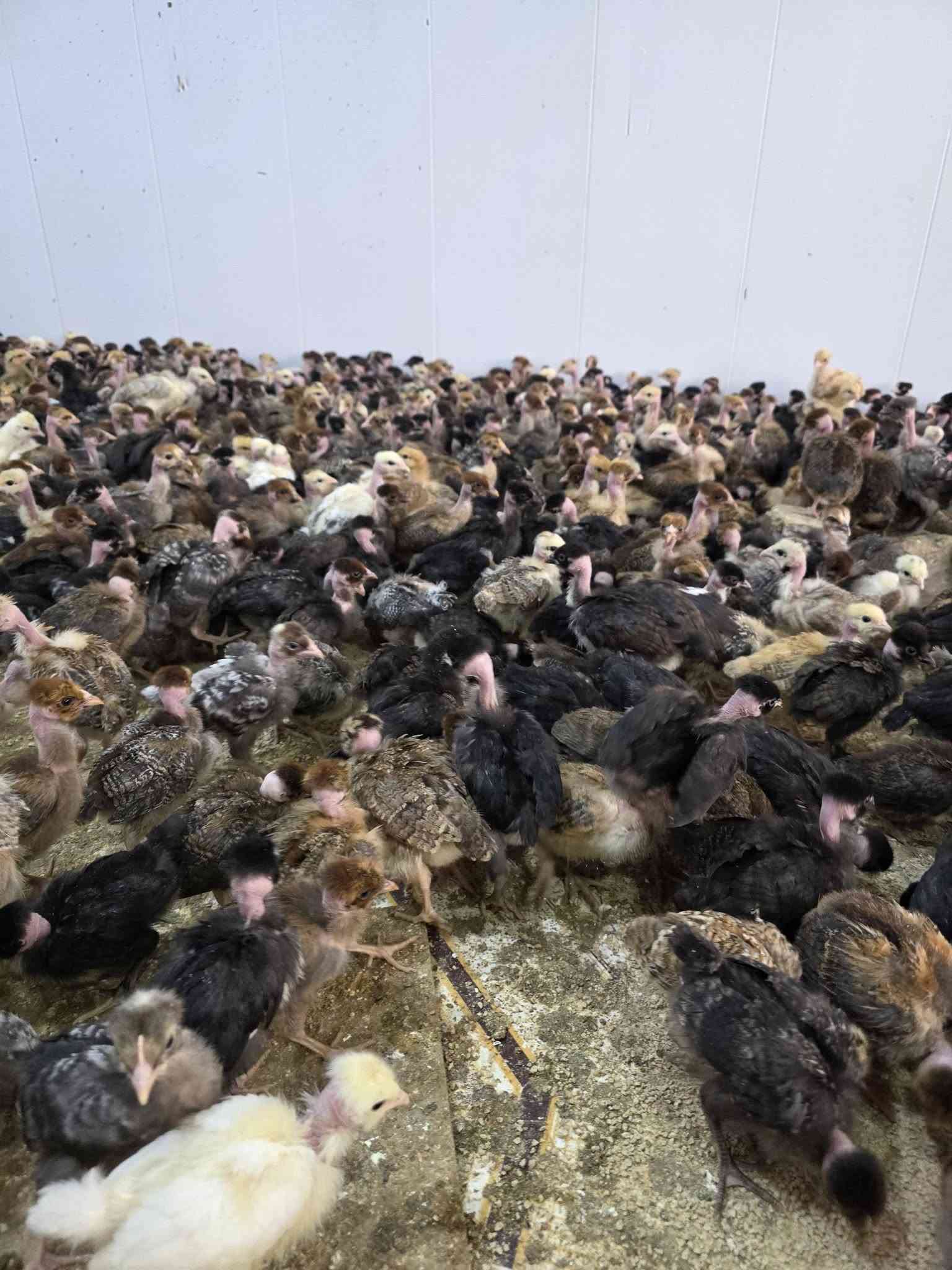السلام عليكم /ثم وصول صواصي عرب ملقح العمرالشهر /العنوان قرب بانزين خانه الحكومي/قرب مطعم المندي
