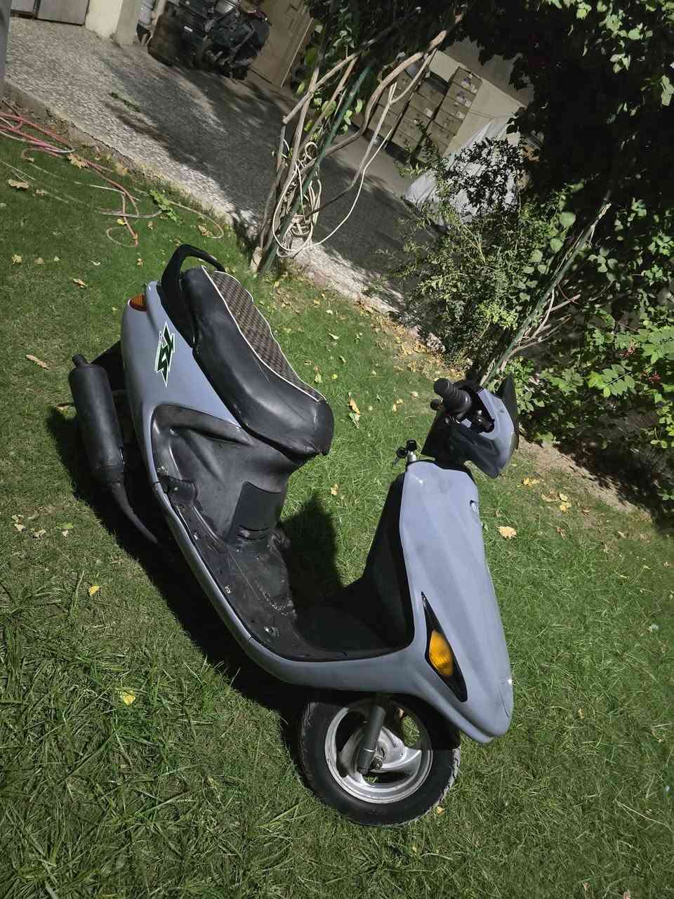 فراشة • فحل • زنون
