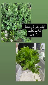 بلاب • شفليرا • دمعة طفل