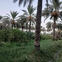 بستان #للب_ي_ع المساحة 39 دونم  جميع شروط السكن متوفرة كهرباء وماء اسا...