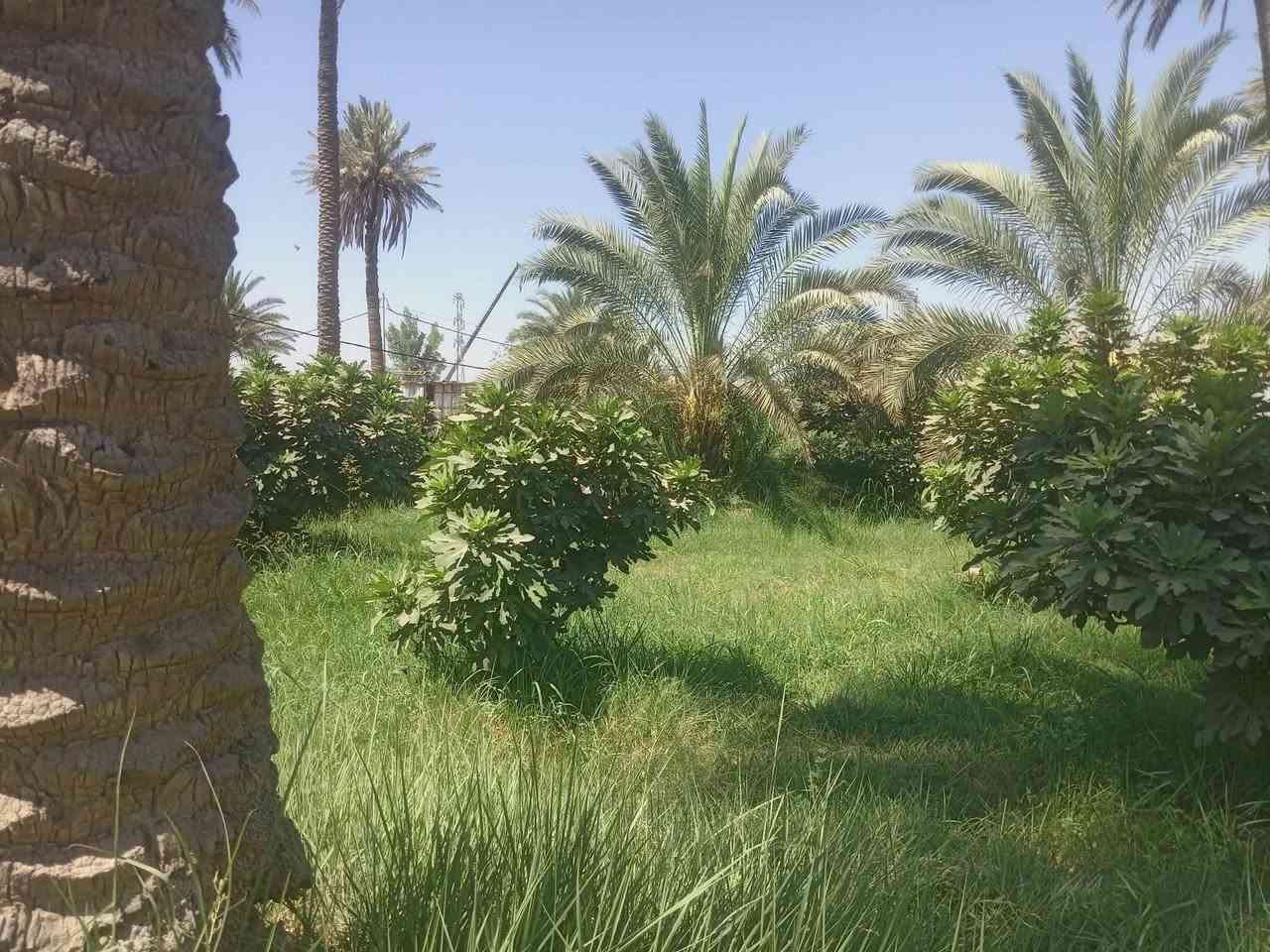السلام عليكم
بسم الله الرحمن الرحيم. 
يوجد مزرعة للبيع.  طابوا زراعي سند 25. بستان. 

المساحه 20 دونم. 

متكونه من 500 نخله متنوعه.  برحي مع الفسائل. ومكتوم مع الفسائل.  زهدي خستاوي.  شكر. 
  مع 600 شجرة تين بني مسلم. حمال جديد. حديث 
مع 3 دونم عنب. متنوع 

 50 شجرة  رمان. حمال. نوعيه امريكي ويمني. 

 30 شجرة سفرجل.  حمال. 

والارض مزروعه جت. 

وتحتوي على بيت مرتب ونضيف. جاهز للسكن 

وحقول عجول. نضام حديث. 

تحتوي على محوله كهرباء خاصه بس للبستان. 

مع ماطور كاز.  حديث. 
مع نحالات كهربائية. 
 
نهر خاص من الشط. 24 ساعه وتوفر ماء للسقي.  خير من الله. 
ماء اساله فول البوري كدامة.  

الارض واجهيه عل شارع تبليط450 متر 

نزال 150 متر 
 
مشموله بالسلف.  تكدر تسحب سلفه عليه 800 مليون. 

الموقع. بابل. الهاشمية.  منطقه التياس.  
اي ستفسار خاص اوواتساب

***********
